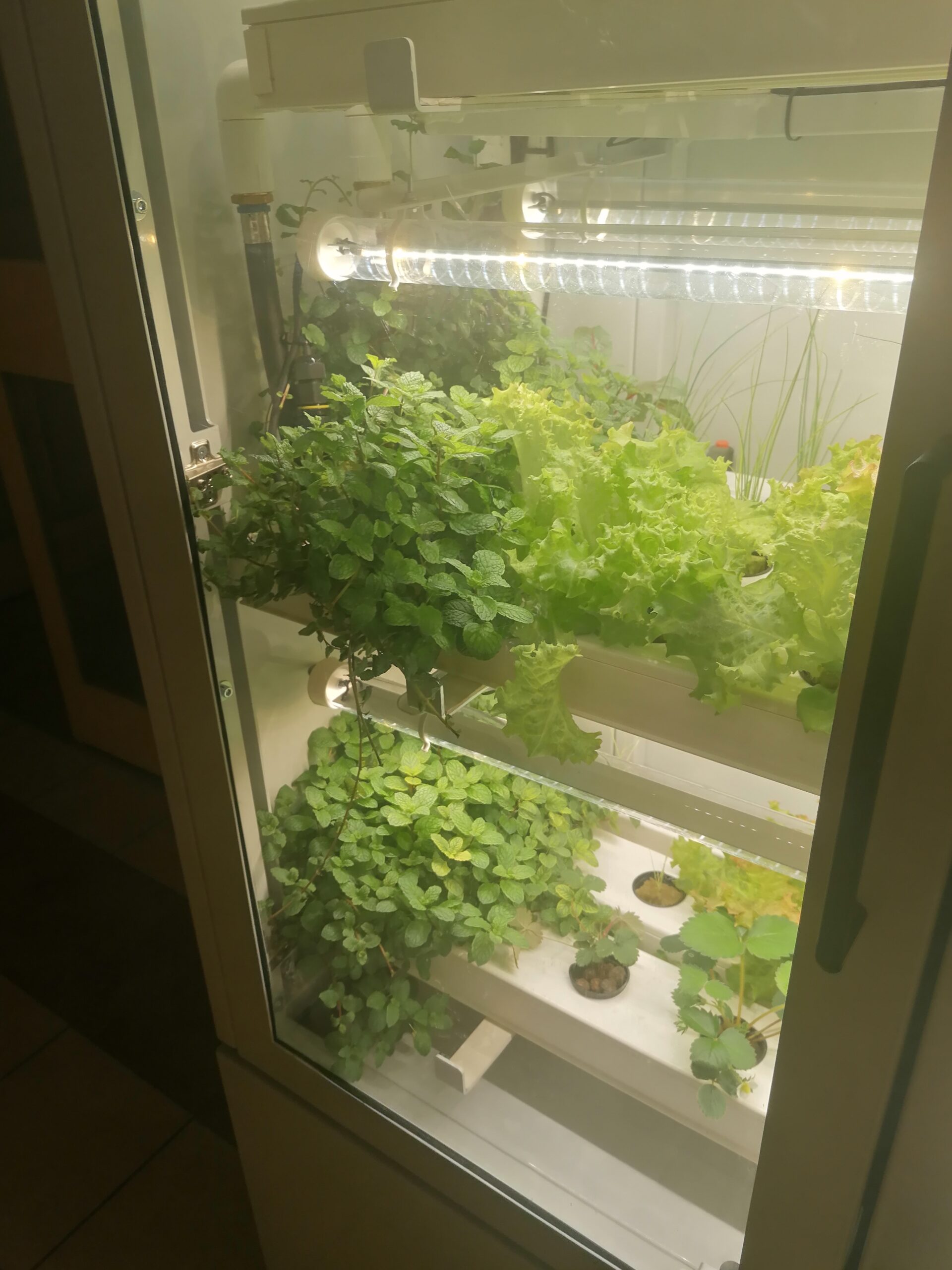 System pozyskiwania, oczyszczania i dystrybucji deszczówki dla upraw hydroponicznych prowadzonych na klatkach schodowych - Dzień Wynalazków System pozyskiwania, oczyszczania i dystrybucji deszczówki dla upraw hydroponicznych prowadzonych na klatkach schodowych - obrazek 2